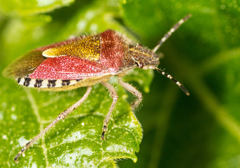 The bug on the plant in the park