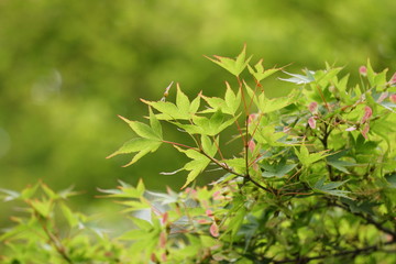 新緑のカエデ
