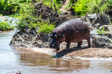 Hippo with open muzzle in the water. African Hippopotamus, Hippopotamus amphibius capensis, with evening sun, animal in the nature water habitat, Botswana, Africa