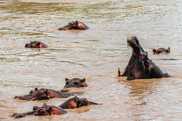 Hippo with open muzzle in the water. African Hippopotamus, Hippopotamus amphibius capensis, with...