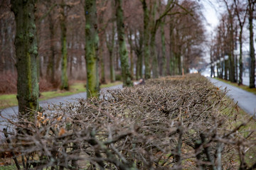 Selective focus to twigs of bushes growing beside sidewalk of alley along Tiergarten park of Berlin Germany. Perspective view of tree trunks in a row. Landscape with nobody in autumn season.