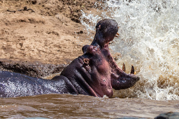 Hippo with open muzzle in the water. African Hippopotamus, Hippopotamus amphibius capensis, with evening sun, animal in the nature water habitat, Botswana, Africa