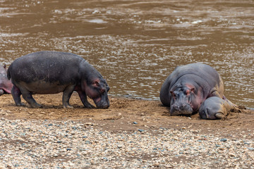 Hippo with open muzzle in the water. African Hippopotamus, Hippopotamus amphibius capensis, with...