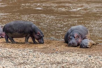 Hippo with open muzzle in the water. African Hippopotamus, Hippopotamus amphibius capensis, with evening sun, animal in the nature water habitat, Botswana, Africa