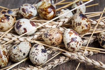 Healthy diet food. Quail eggs in wheat ears.