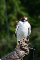 White falcon wearing hood at a bird of prey display