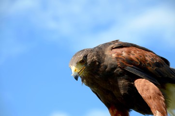 Golden eagle at a bird of prey display