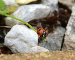 Seven-spot ladybird in a UK garden