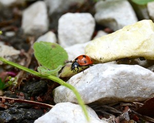 Seven-spot ladybird in a UK garden