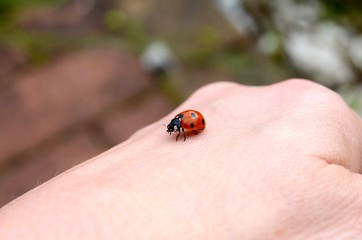Seven-spot ladybird on someone's hand