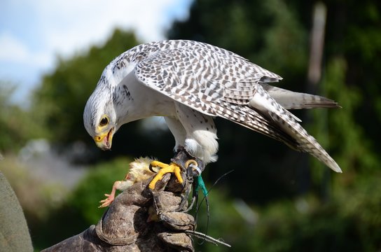 White falcon eating a chick at a bird of prey display