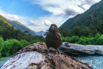 kea, mountain parrot on a tree trunk, southern alps, new zealand 15