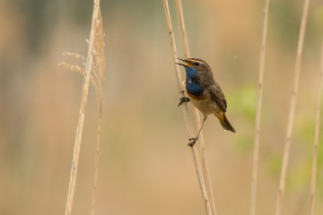 Bluethroat (Luscinia svecica). Bird in the reeds. Polesie. Ukraine