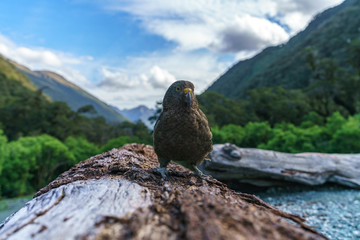 kea, mountain parrot on a tree trunk, southern alps, new zealand 16