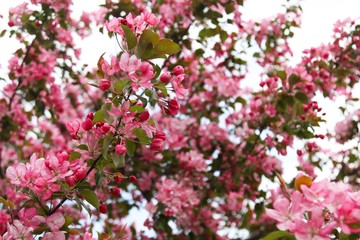 blooming cherry tree