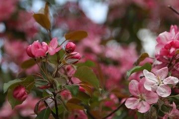 pink flowers in garden