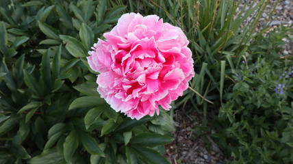 Obraz premium pink rose in the garden