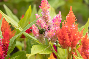 ケイトウの花に止まるハナムグリ