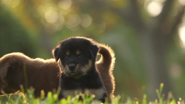 slow motion of cute puppy playing in the park