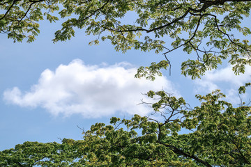 green tree top in garden or forest with white cloud and blue sky