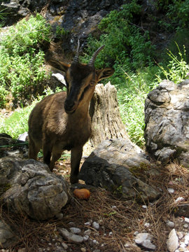 Zoo kri kri in samaria george in kreta island background wallpaper fine art
