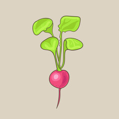 Radish sketch icon. 