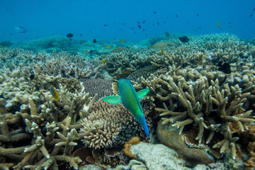 Tropical Island Reef Diving