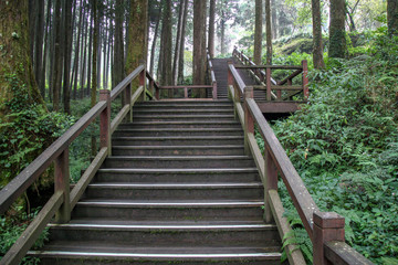 The walkway from wood in alishan national park at taiwan