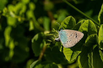 Obraz premium Nature