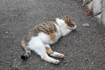 The fat cat sleep on cement floor