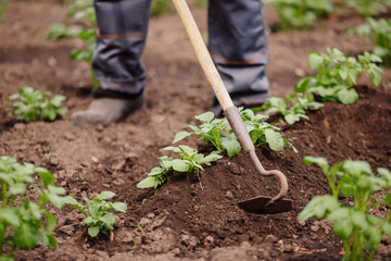 Senior elderly man reclaims soil with hoe on potato field. Concept eco farm vegetable garden - obrazy, fototapety, plakaty