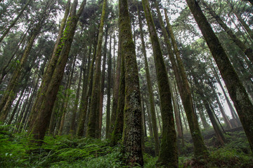 Fototapeta na wymiar Old Big tree at Alishan national park area in Taiwan.