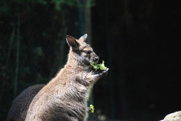 cute marsupial, kangaroo eating in full sun