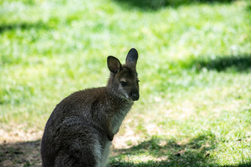 Naklejka na ściany i meble cute marsupial, kangaroo in the shade in summer