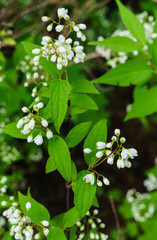 Beautiful sprigs of decorative little jasmine with white flowers.