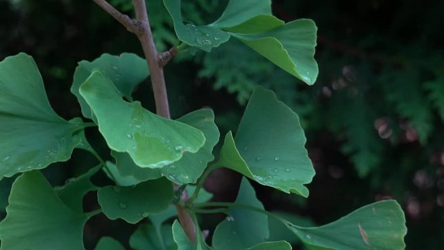 Gentle swing and pan over a young small ginkgo tree, scientific name Ginkgo biloba , in spring