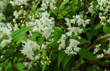 Beautiful sprigs of decorative little jasmine with white flowers.