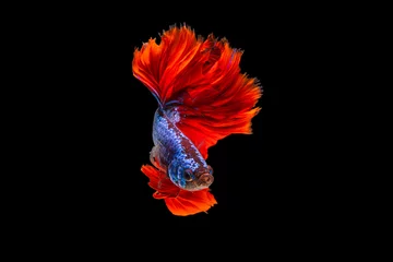 Foto auf Leinwand Der bewegende Moment schön von roten und blauen siamesischen Betta-Fischen oder ausgefallenen Betta-Splendens-Kampffischen in Thailand auf schwarzem Hintergrund. Thailand nannte Pla-kad oder halbmondbeißende Fische. © Soonthorn