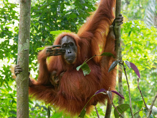 Lazy Orang Utan Sumatra Jungle