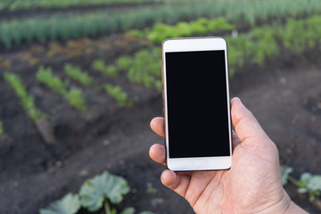 The gardener holding in hand smart phone on the background garden beds with the greens. Mockup image