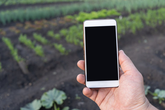 The gardener holding in hand smart phone on the background garden beds with the greens. Mockup image