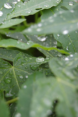 南国沖縄の水滴が残る葉
