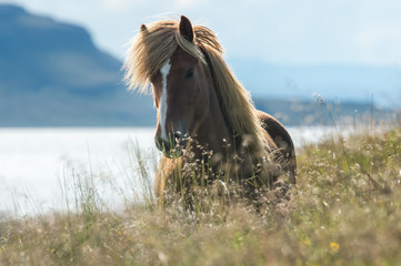 Chevaux Islandais