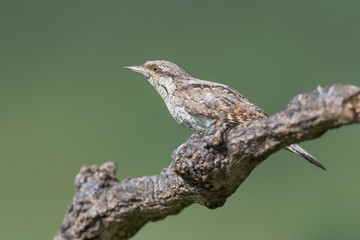 Fantastic closeup of Eurasian wryneck (Jynx torquilla)