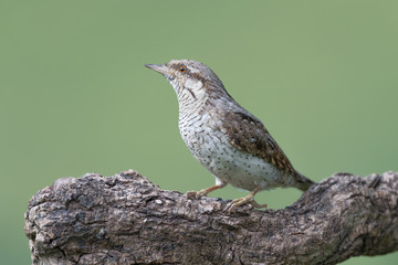 Fantastic closeup of Eurasian wryneck (Jynx torquilla)