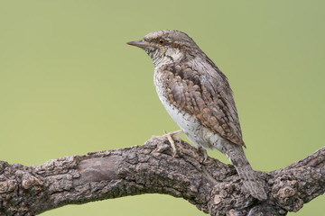 Fantastic closeup of Eurasian wryneck (Jynx torquilla)