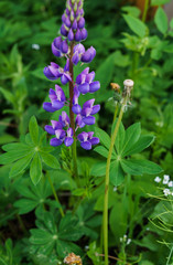 Arrows violet-pink lupine flowers staring at the top. Beautiful flowering.