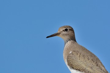 Common Sandpiper (Actitis hypoleucos) Crete, Greece 