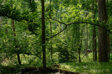 Fototapeta premium Springtime deciduous stand with old trees