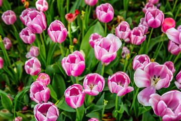 Pink tulips in the park, closeup. Beautiful top view.